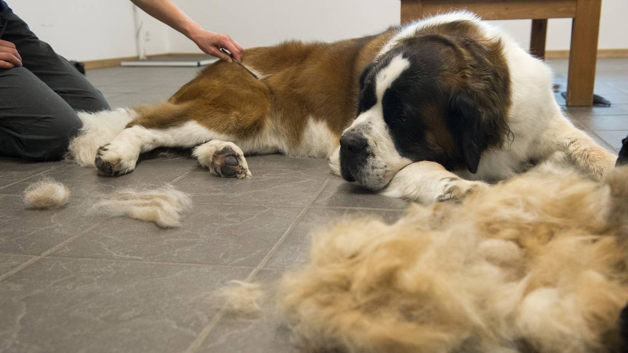 Bernhardiner im Hundesalon