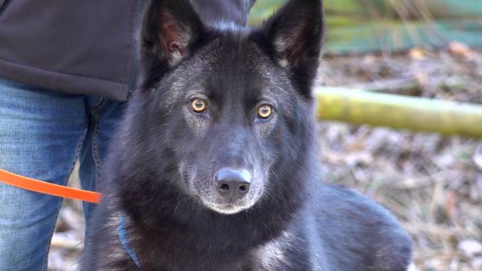 Der Traum vom Wolf an der Hundeleine