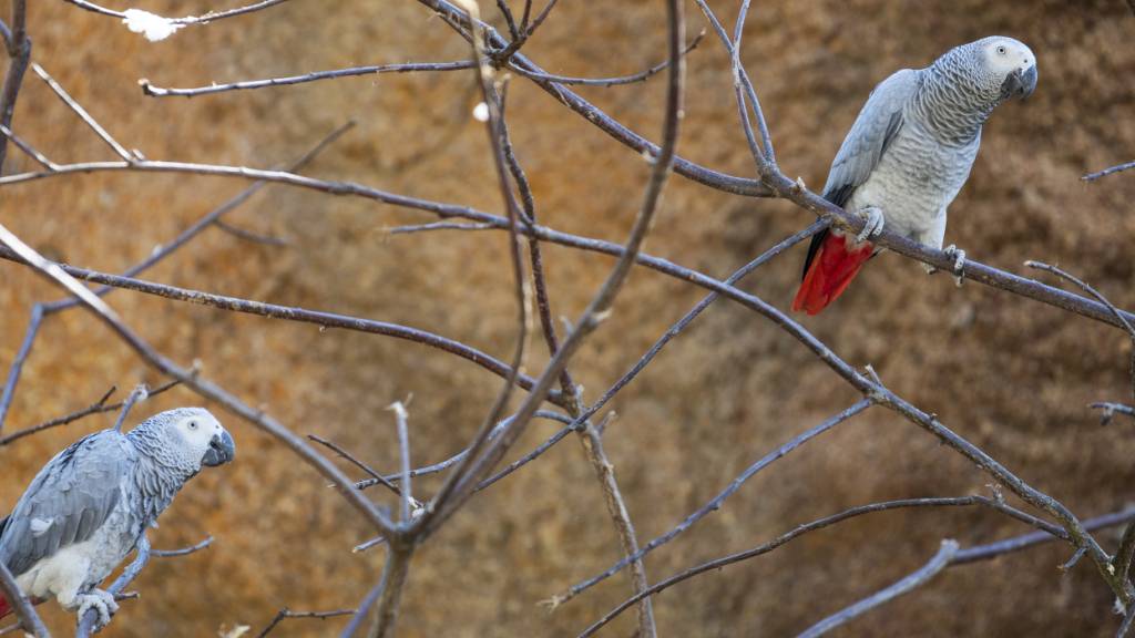 Von allen erfassten Arten zeigten Graupapageien die stärkste Neigung zur korrekten Verwendung von Namen. (Symbolbild)