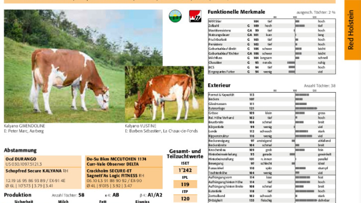 Ausschnitt aus dem «TORO Spezial»: Die Rasse Holstein Red wird von Ruedi Stofer gezüchtet. Dazu sind verschiedene Merkmale festgehalten.