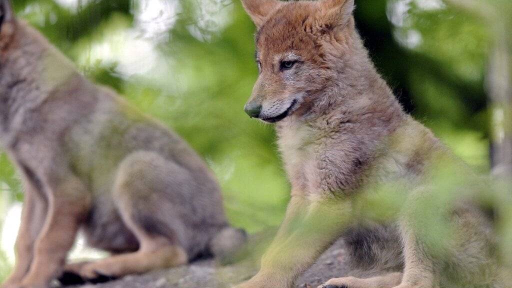 31 Schweizer Wolfsrudel mit 122 Welpen gesichtet