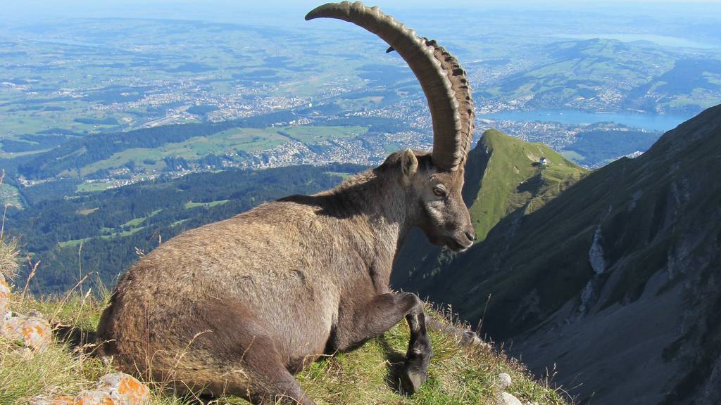 Steinbock-Safari am Pilatus           