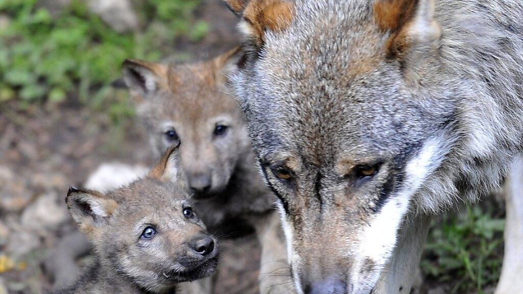 Gruppe Wolf Schweiz: Hohe Wilddichte führt zu hoher Wolfspopulation