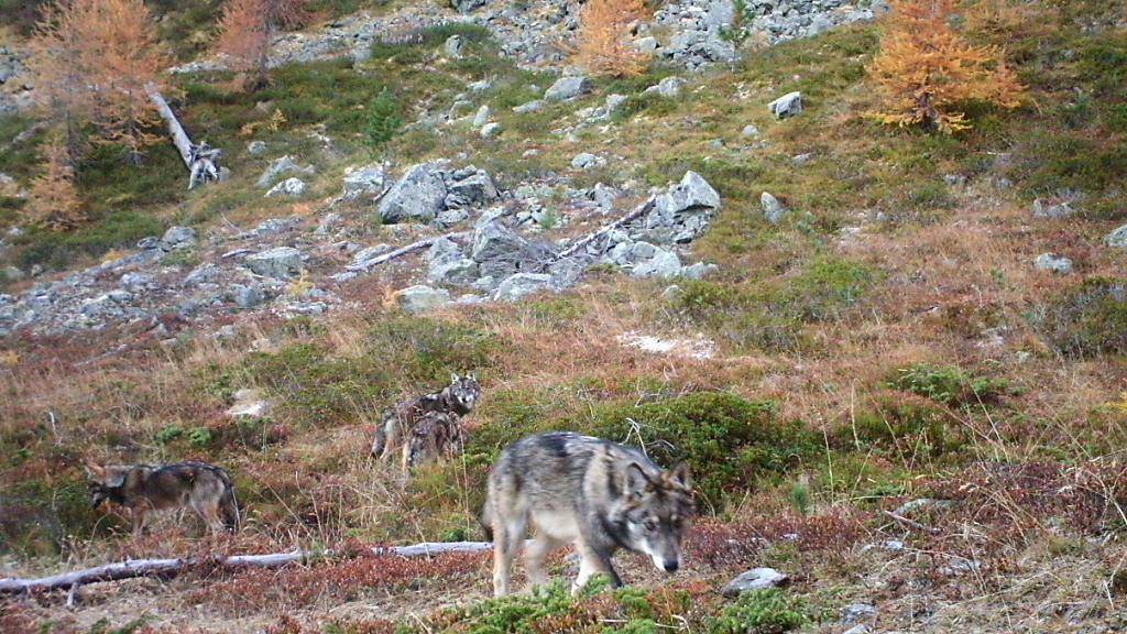 Die Gruppe Wolf Schweiz konnte den ersten Foto-Nachweis des Rudels im Oberwallis erbringen.