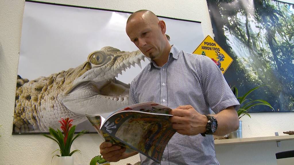 Wie gefährlich ist der Kaiman im Hallwilersee wirklich?