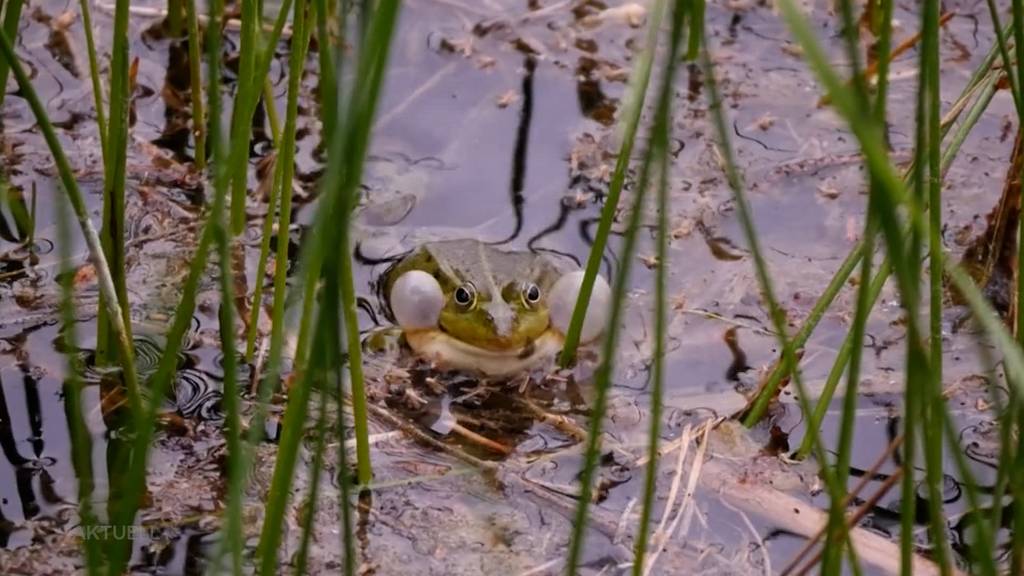 Wegen eines Frosches macht ein ganzes Quartier kaum ein Auge zu