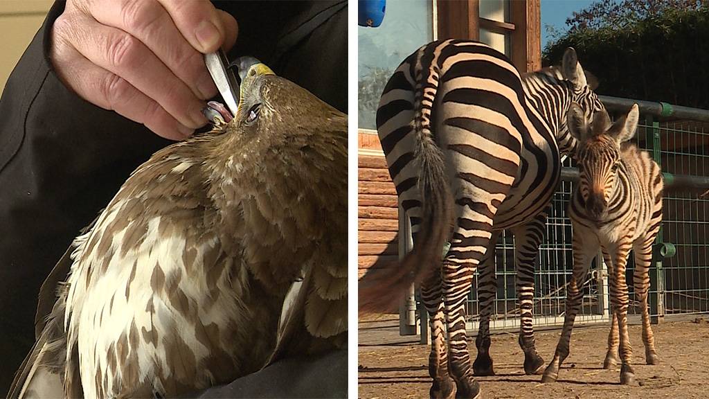 Harter Winter für Greifvögel / Jungtiere im Knies Kinderzoo