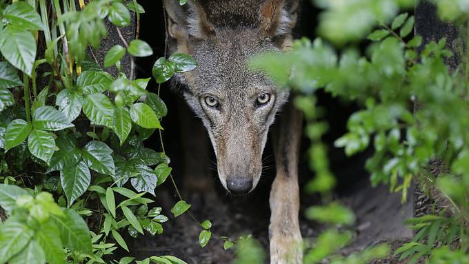 Weshalb das Calfeisen-Wolfsrudel bereits jetzt verschwinden könnte