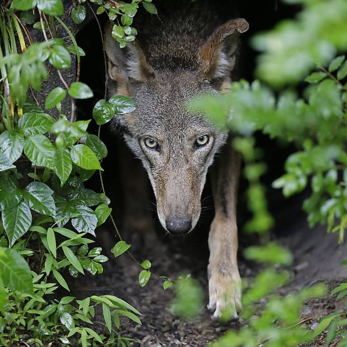 Weshalb das Calfeisen-Wolfsrudel bereits jetzt verschwinden könnte