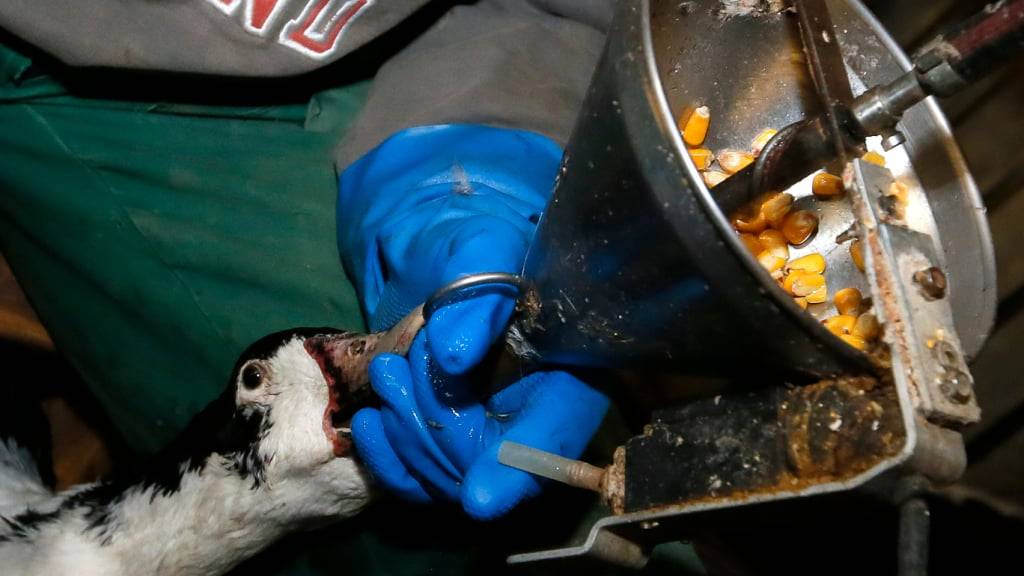 Das Stopfen von Gänsen ist in der Schweiz verboten. Neu soll beim Verkauf von Stopfleber auf die Schmerzen der Tiere hingewiesen werden. (Archivbild)