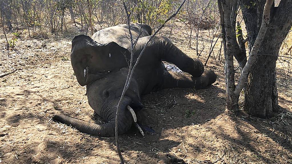 ARCHIV - Ein toter Elefant liegt im Hwange-Nationalpark unter einem Baum. Foto: -/AP/dpa