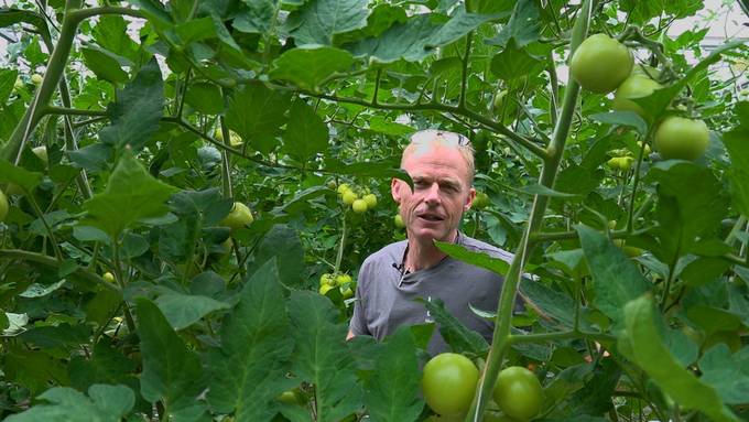 Toni und seine Tomaten