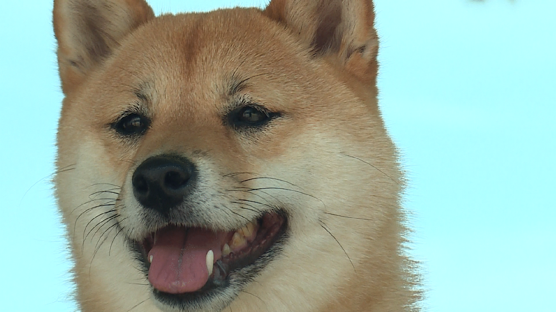 Shiba Inu