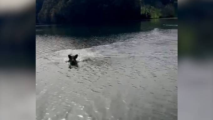 Hier schwimmt eine Wildsau durch den Wohlensee bei Bern