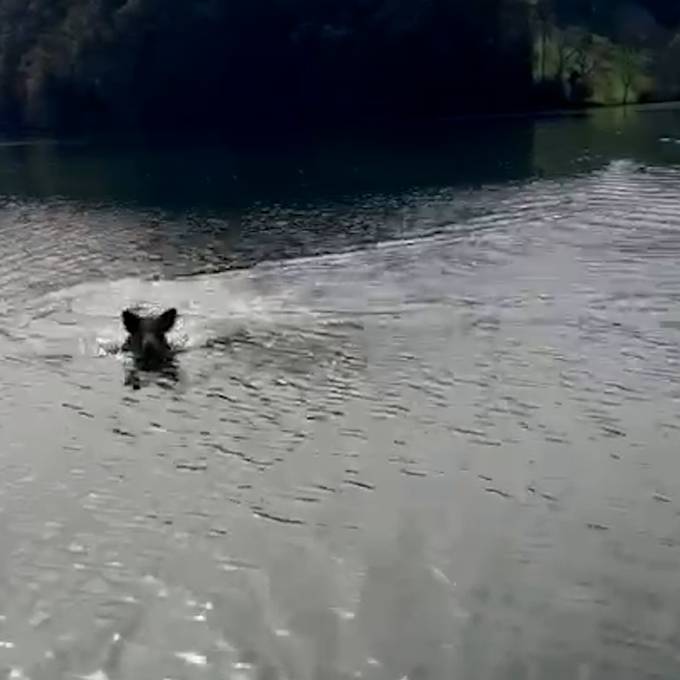 Hier schwimmt eine Wildsau durch den Wohlensee