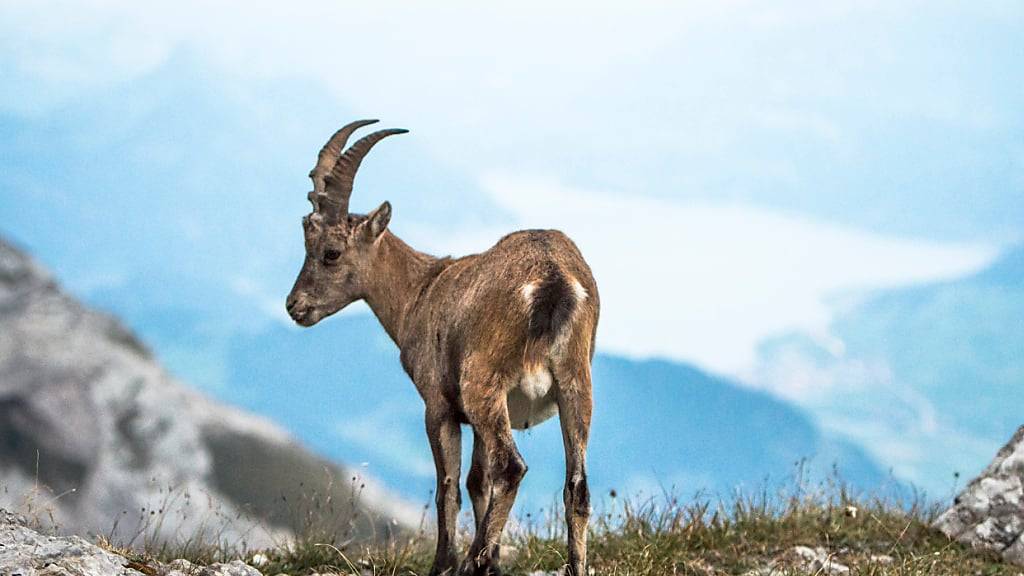 Ein Steinbock im Pilatus-Gebiet. (Archivaufnahme)