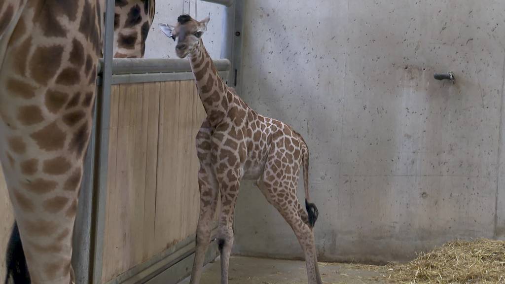 Jöö! Giraffenbaby in Knies Kinderzoo