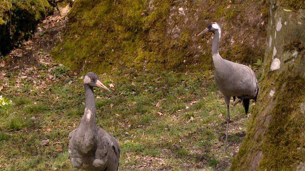 Tierpark Arth-Goldau: Kranich-Dame ist nicht mehr single