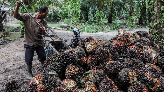 Kontroverse um Indiens grosse Palmöl-Pläne