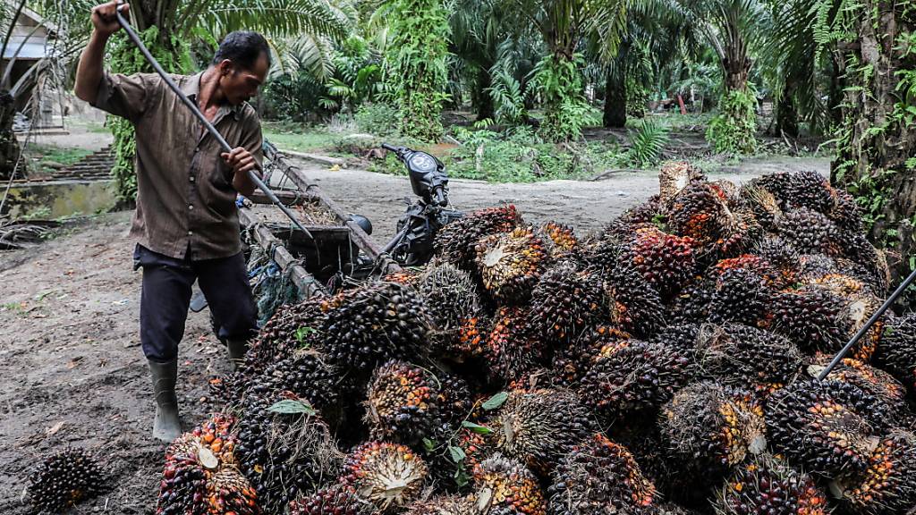 Indien will die Produktion von Palmöl massiv ausbauen. Das stösst bei Umweltverbänden auf harsche Kritik. (Archivbild)