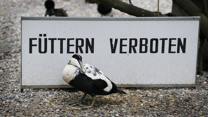 Enten füttern verboten! Kanton Aargau büsst ab Januar die Brotsünder