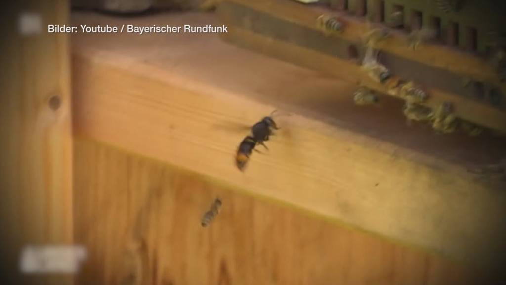 Asiatische Hornisse in der Ostschweiz: Gefahr für Bienen und Natur