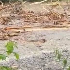 Hans Gerber ist bereits zum zweiten Mal von einem Hochwasser betroffen