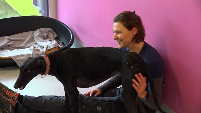 Happy End für halbtoten Hund – neues Zuhause für Lenny