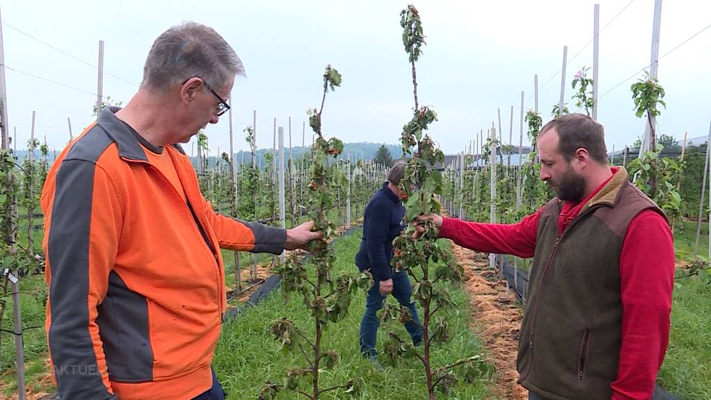 Grosse Solidarität mit Obstbauer