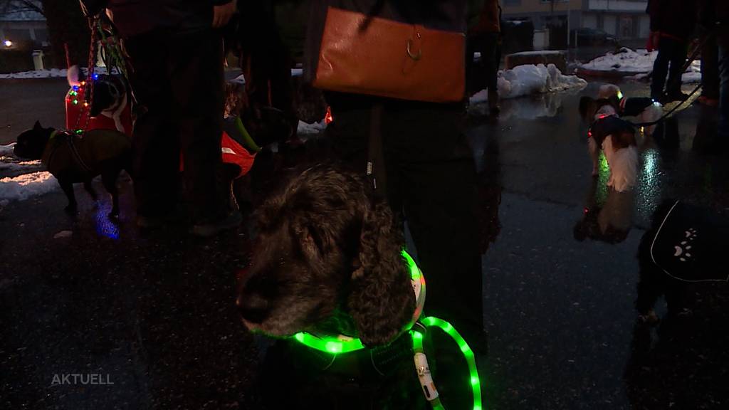 Weihnachtsbeleuchtung auf vier Pfoten: Rund 70 festlich geschmückte Hunde spazierten durch Grenchen