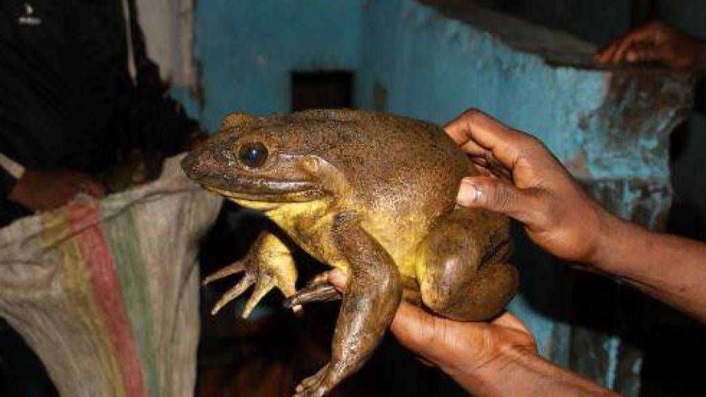 Die grösste bekannte Froschart der Erde: Goliathfrösche kommen in Kamerun und Guinea vor.