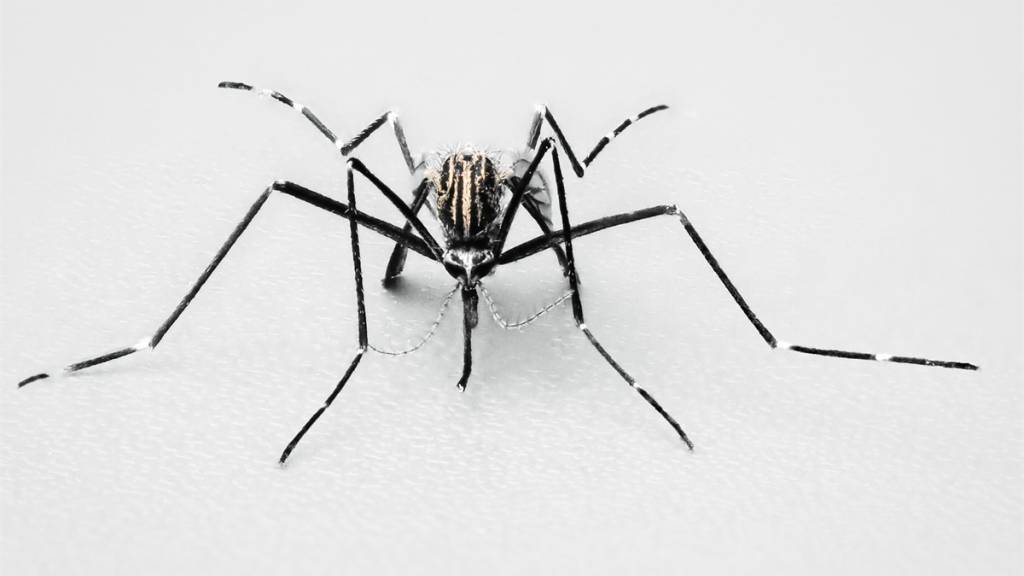 Auch die Japanische Buschmücke gehört in der Schweiz zu den gebietsfremden Mückenarten. Neben Tigermücken und Koreamücken können sie für die Bevölkerung gefährlich sein und müssen deshalb überwacht und bekämpft werden.