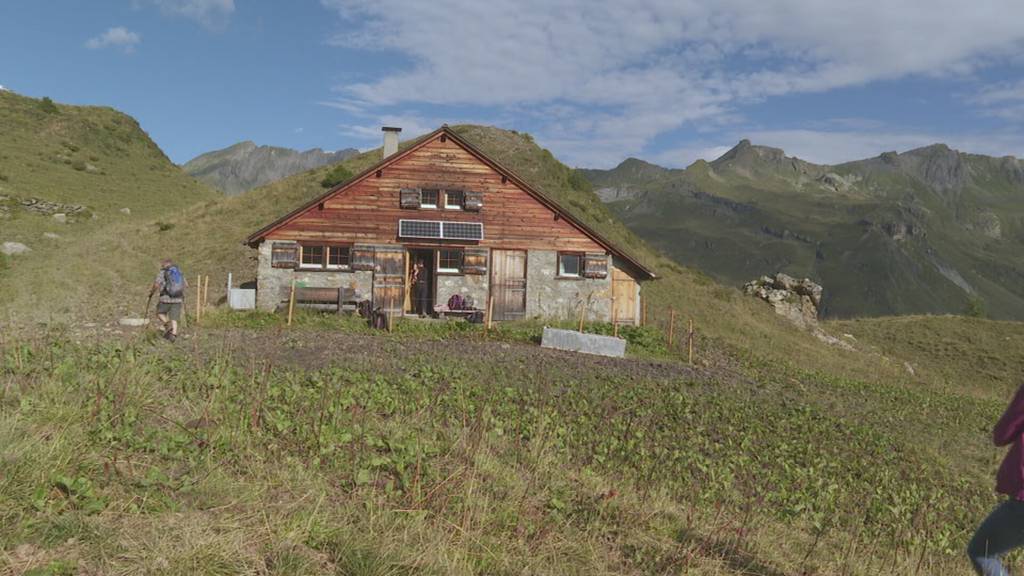 Nach Schafsrissen im Weisstannental – Wolfsabschüsse gefordert