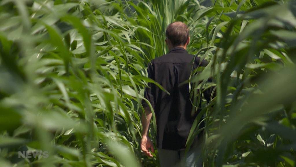 In Bösingen steht das erste digital gesäte Maislabyrinth der Schweiz