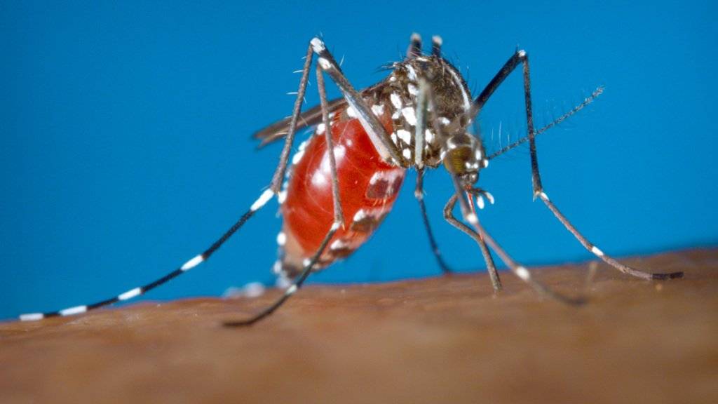 Locarno will Tigermücken bekämpfen, weil sie Krankheiten übertragen können.