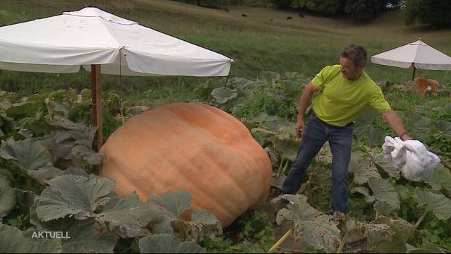 Die 600 Kilo Kürbisse von Guido Hufschmid leiden an Wassermangel