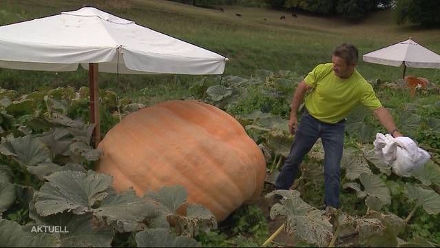 Die 600 Kilo Kürbisse von Guido Hufschmid leiden an Wassermangel