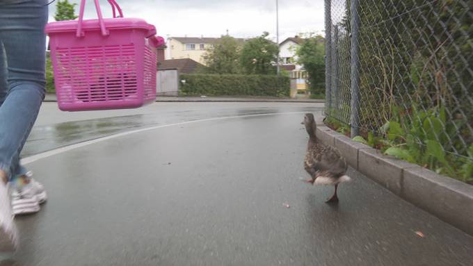 Entenmarsch: Thurgauerin begleitet frischgeschlüpfte Küken ans Ufer des Bodensees
