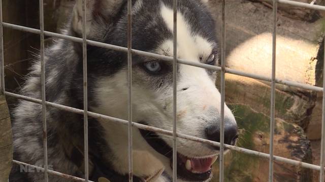 Veterinärdienst beschlagnahmt 34 Huskys in Röthenbach