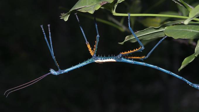 Knallbunte Stabschrecken entdeckt