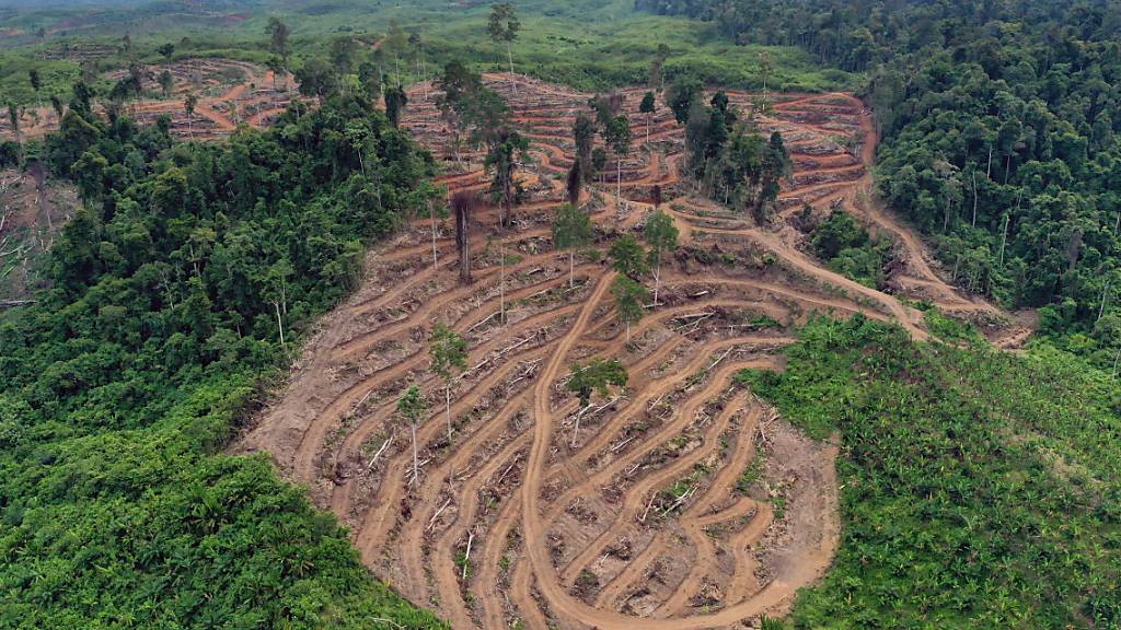 Gerodeter Wald für die Palmöl-Produktion in Indonesien. Der Nationalrat hat das Freihandelsabkommen mit Indonesien genehmigt, das ein Kapitel zur nachhaltigen Produktion enthält. (Themenbild)