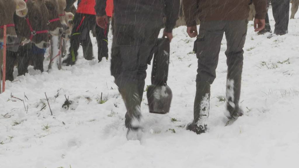 Alpabzug Wassen im Schnee