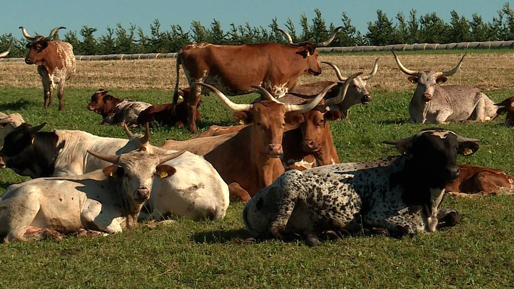 Ein Stück Texas im Oberbaselbiet