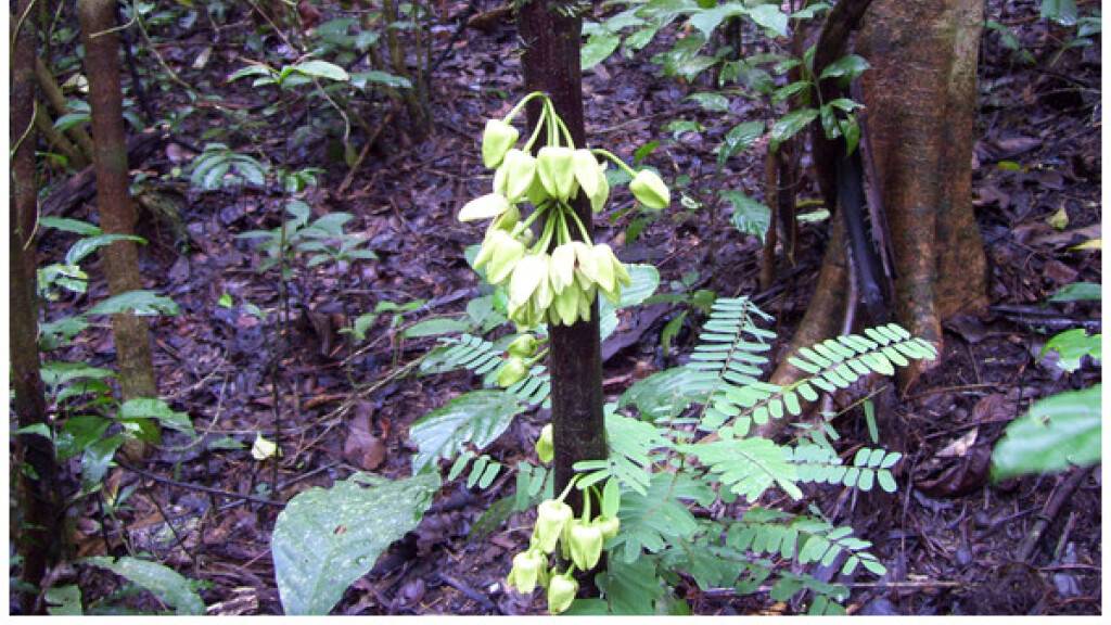 Der neu entdeckte stammblütige Baum Uvariopsis dicaprio wurde nicht wegen seines attraktiven Aussehens nach dem Hollywoodstar benannt. 