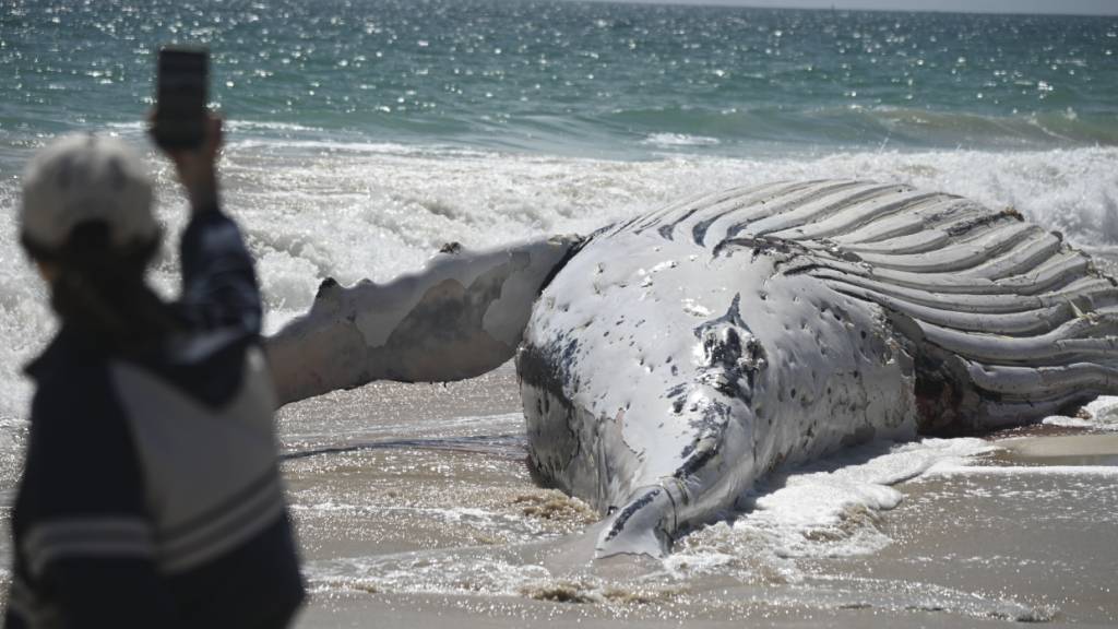 dpatopbilder - Ein Schaulustiger macht Fotos am City Beach in Perth, wo ein Walkadaver angespült wurde. Foto: Aaron Bunch/AAP/dpa
