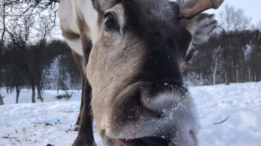 Die Forscherinnen und Forscher haben zum ersten Mal die Gehirnströme von Rentieren beim Schlafen untersucht.