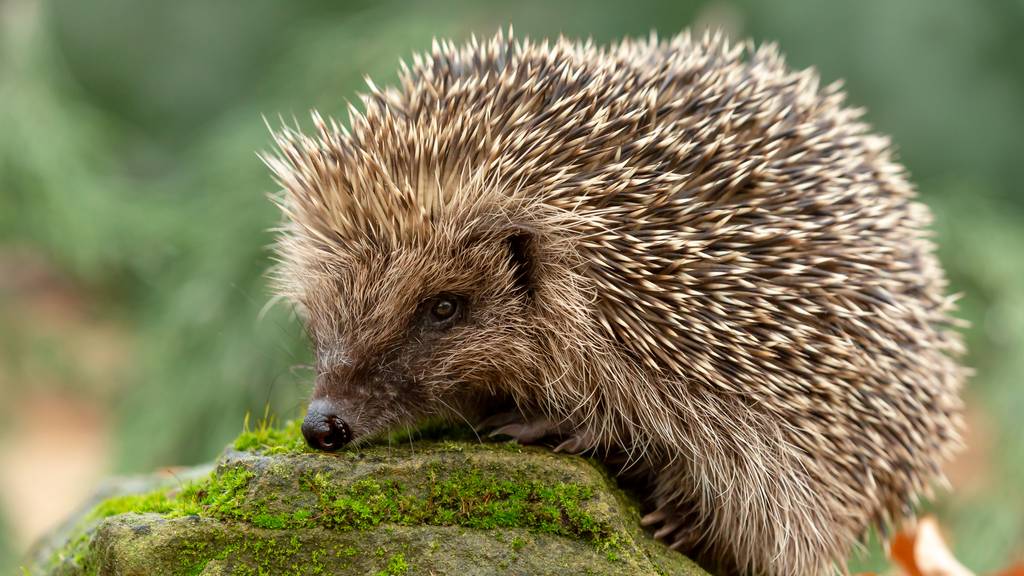 Durch die milden Temperaturen können die Igel aus ihrem Winterschlaf erwachen: Das kann tödlich enden. 