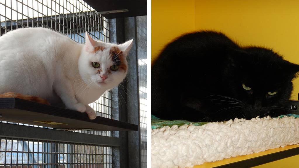 Wanda und Nero