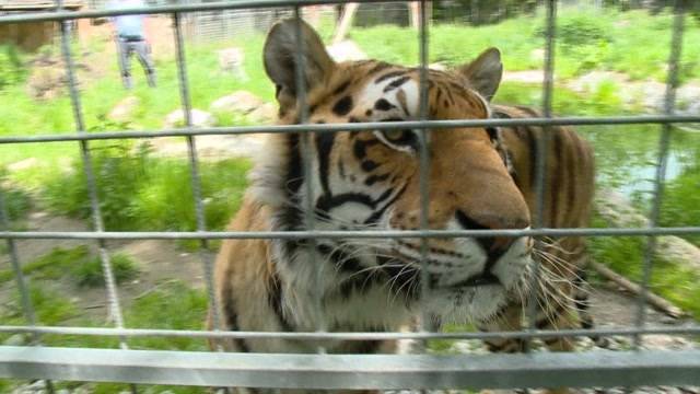 Raubtierattacke während Zirkus-Show in Frankreich