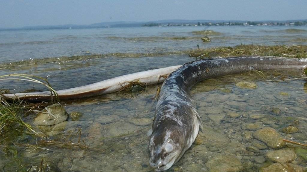 Tote Aale liegen im Hitzesommer 2003 am Ufer der Schweizer Seite des Bodensees. Wegen der geringen Tiefe des Untersees stiegen die Wassertemperaturen dort auf bis zu 27 Grad Celsius, was ein Aalsterben auslöste. Eine weitere tödliche Gefahr für die schlangenförmigen Fische sind Kraftwerksturbinen.